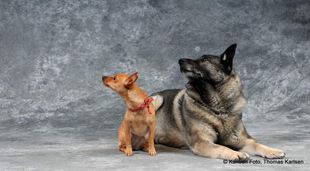 To hunder i fotostudio for første gang-- "hva skjer"?