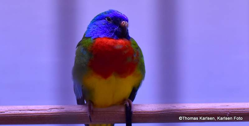 Fuglen Rødbryst Parakitt 2017